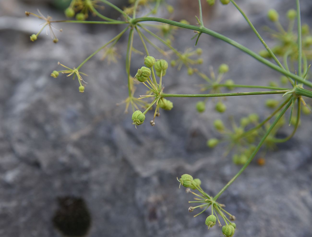 Image of Bilacunaria microcarpos specimen.