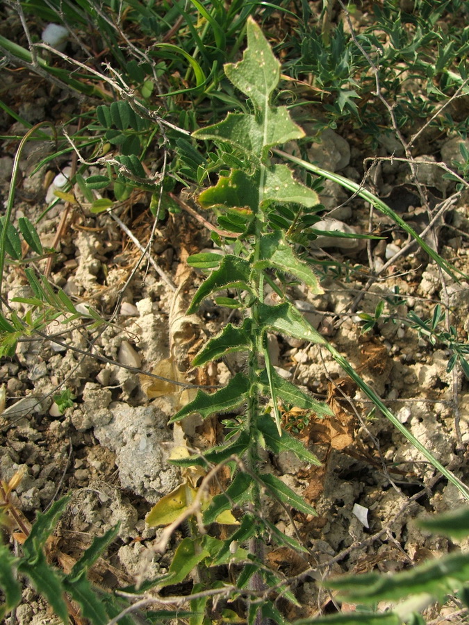 Image of Sisymbrium altissimum specimen.