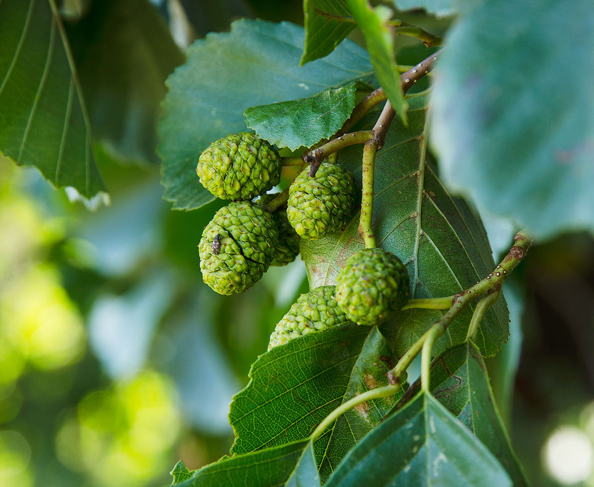 Image of Alnus glutinosa specimen.