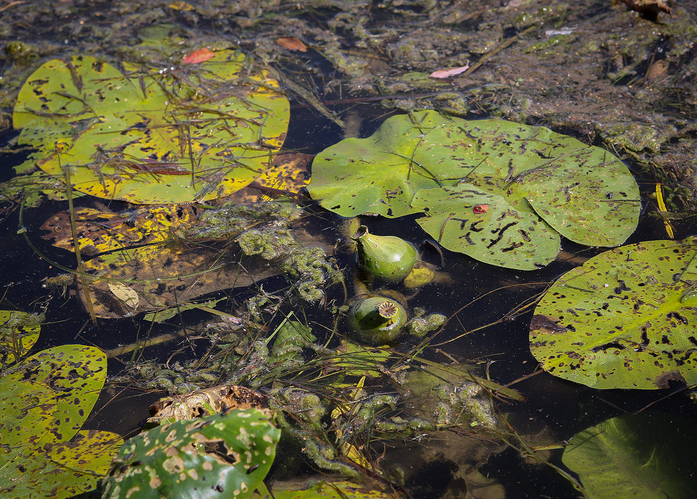 Image of Nuphar lutea specimen.