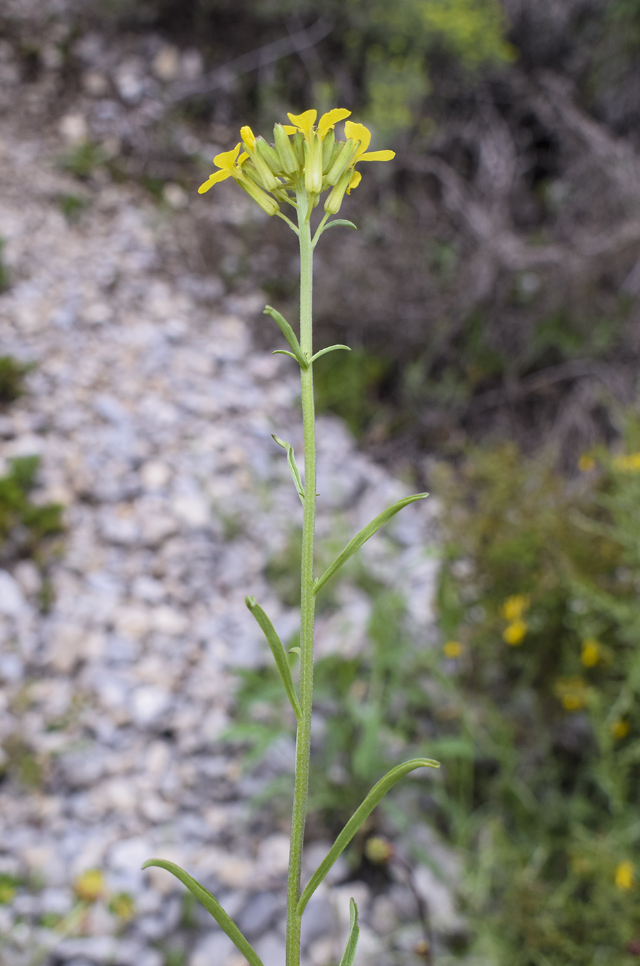 Изображение особи Erysimum ruscinonense.