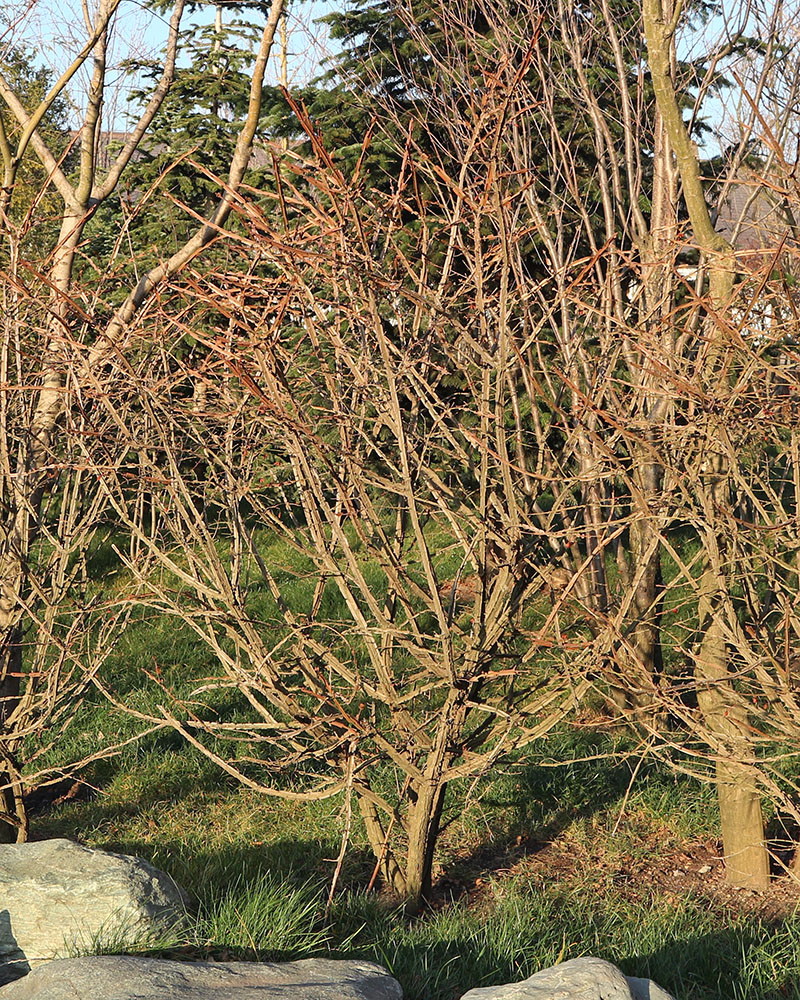 Image of Euonymus alatus specimen.