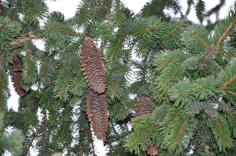 Image of Picea pungens specimen.