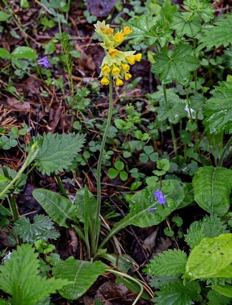 Изображение особи Primula macrocalyx.