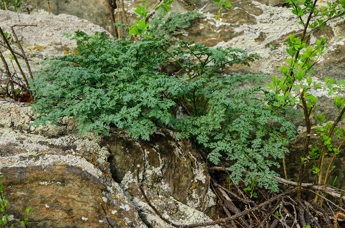 Image of familia Apiaceae specimen.