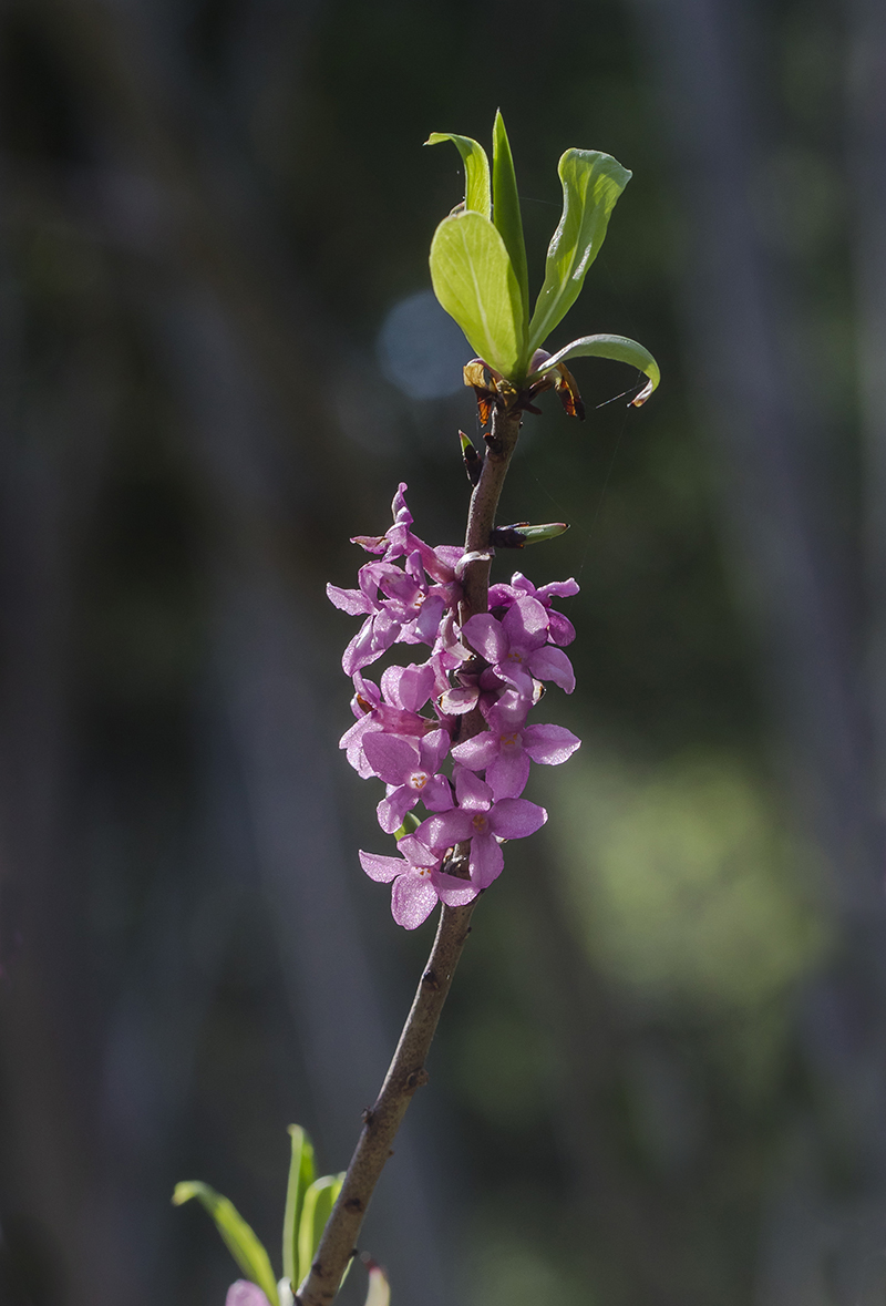 Image of Daphne mezereum specimen.