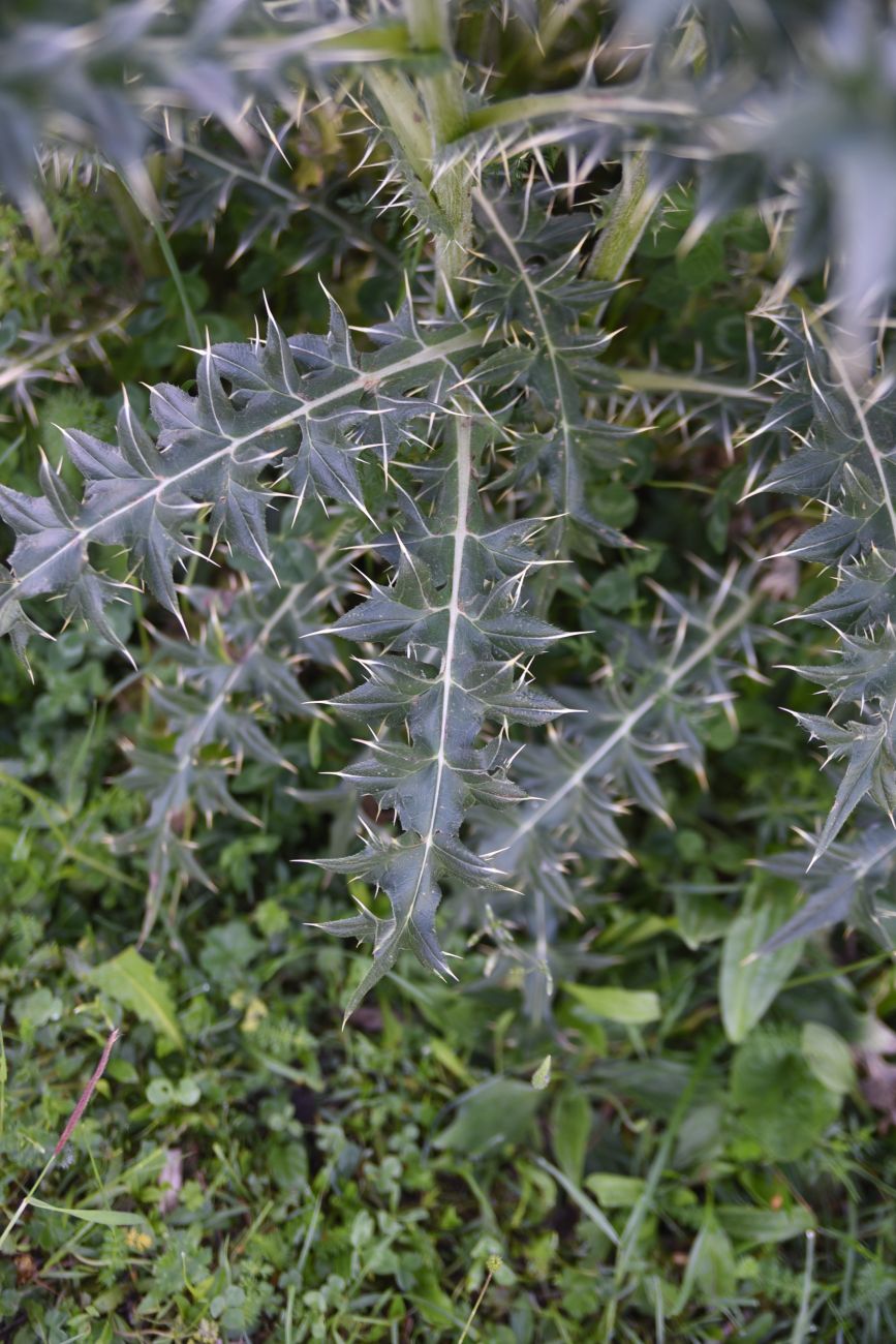 Изображение особи род Cirsium.