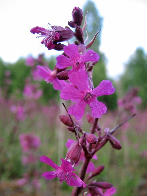 Изображение особи Viscaria vulgaris.