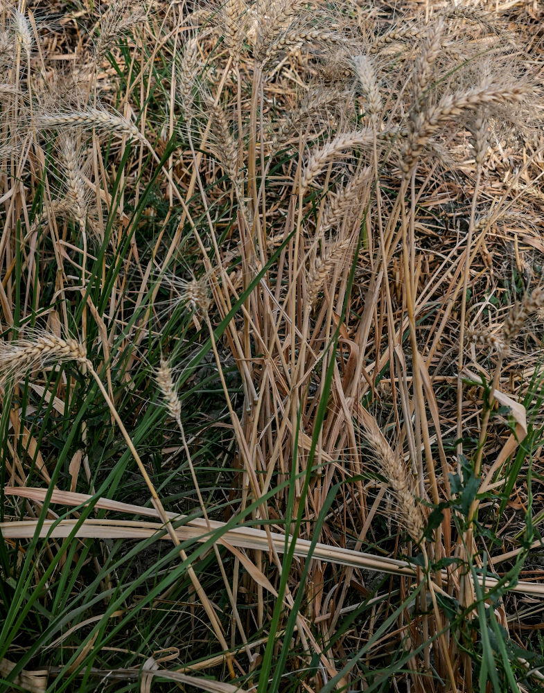 Изображение особи Triticum durum.