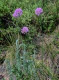 Allium lineare. Цветущие растения в сообществе с Spiraea hypericifolia и Artemisia absinthium. Оренбургская обл., Гайский гор. округ, Губерлинские горы, степной склон. 03.07.2023.