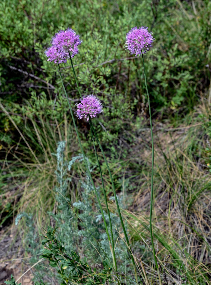 Image of Allium lineare specimen.