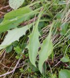 Hieracium prolixiforme