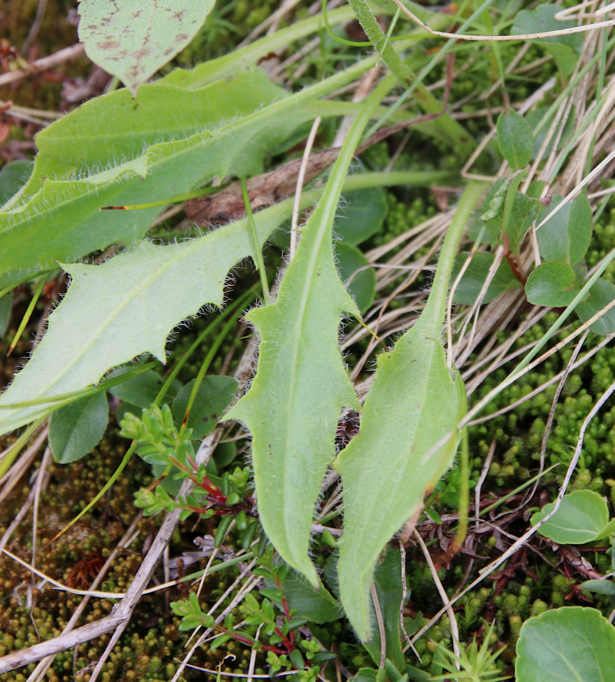 Изображение особи Hieracium prolixiforme.