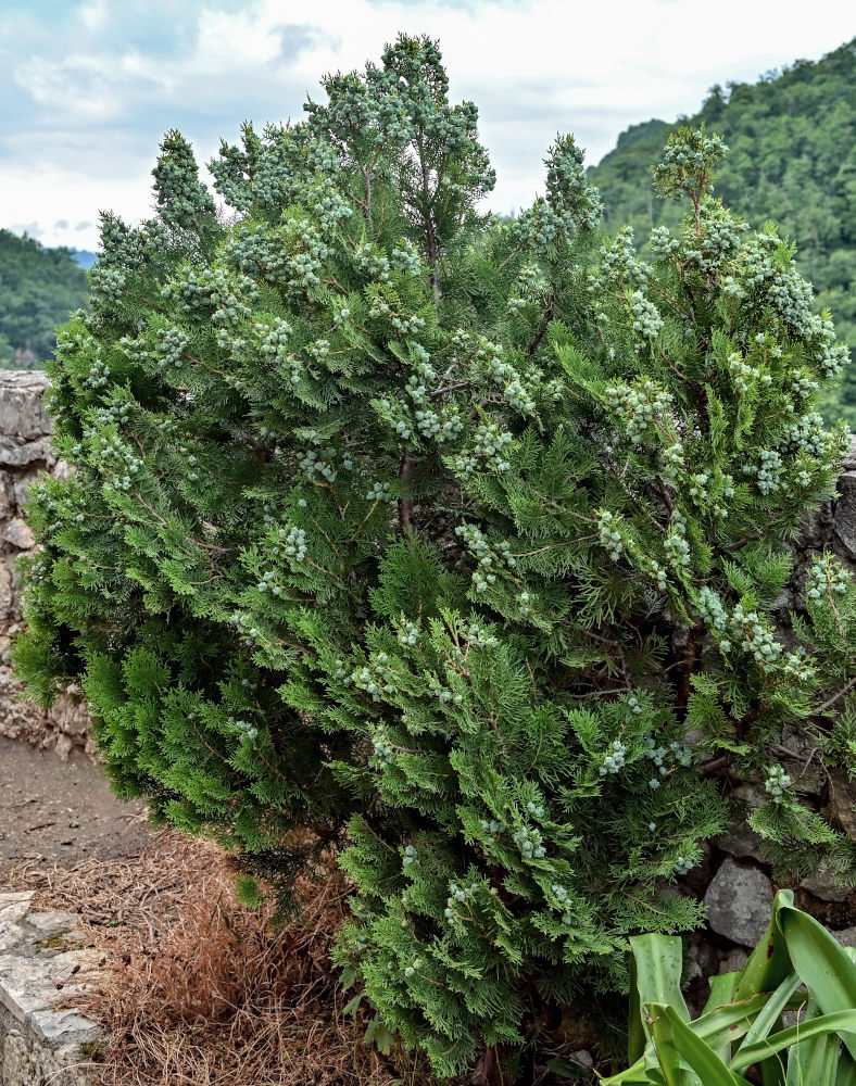 Изображение особи Platycladus orientalis.