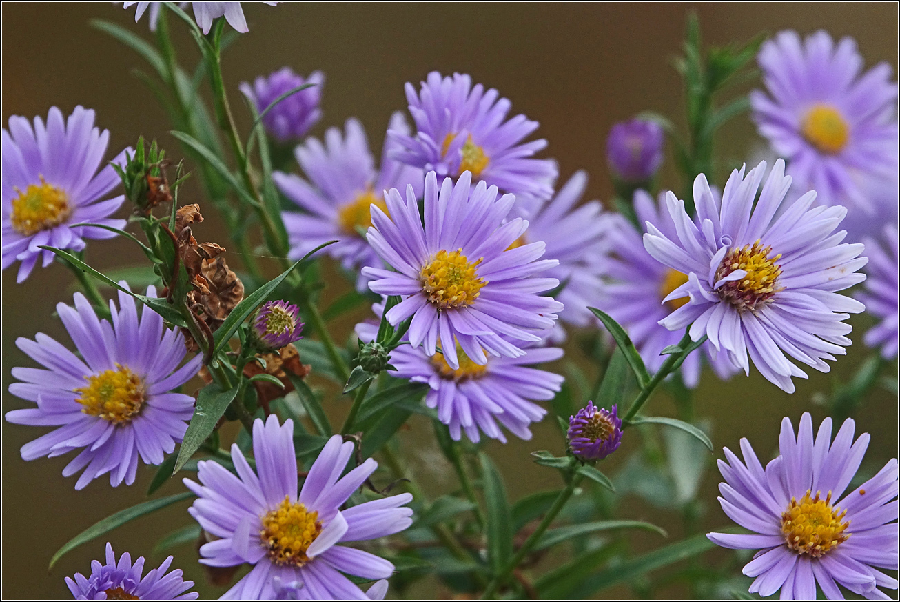 Изображение особи Symphyotrichum &times; versicolor.