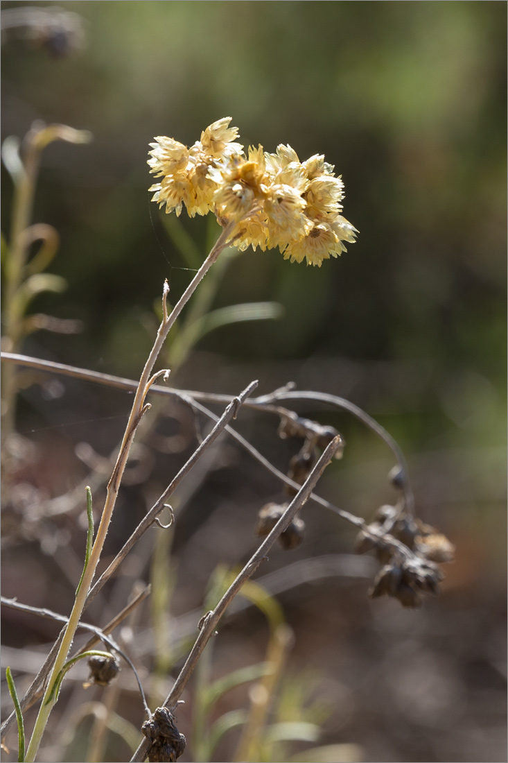 Изображение особи род Helichrysum.