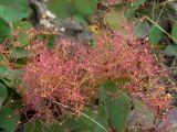 Cotinus coggygria. Соплодие. Крым, Южный Берег, сев. склон горы Аю-Даг, каменистый склон. 25.05.2024.