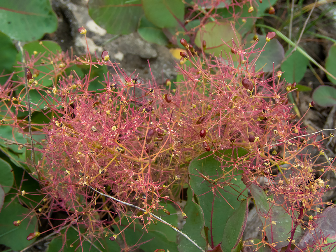 Изображение особи Cotinus coggygria.