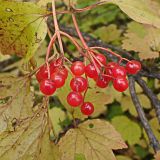 Viburnum sargentii. Соплодия. Хабаровский край, окр. г. Комсомольск-на-Амуре, дол. руч. Тёплый Ключ, опушка лиственного леса. 18.09.2024.