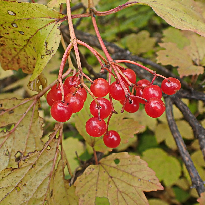 Image of Viburnum sargentii specimen.