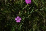 Dianthus campestris. Верхушка цветущего и отцветшего растения. Липецкая обл., Данковский р-н, окр. дер. Масловка, 1,5 км выше устья р. Паники, луг. 3 августа 2024 г.