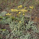 Helichrysum arenarium