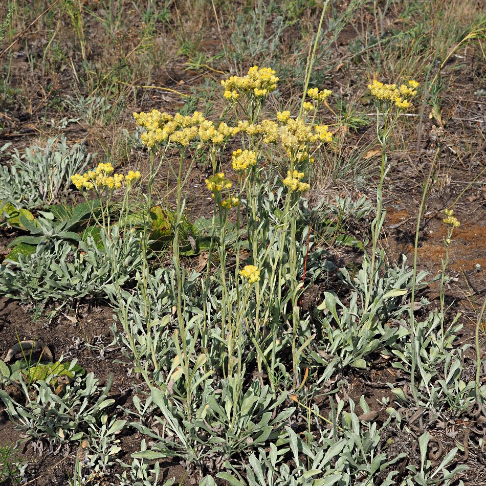 Изображение особи Helichrysum arenarium.