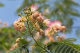 Albizia julibrissin. Верхушка побега с распустившимися и развивающимися соцветиями. Турция, г. Анталья, Dokuma Park, в культуре. 01.06.2024.