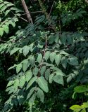 genus Aralia. Лист. Китай, провинция Хунань, национальный парк \"Чжанцзяцзе\", смешанный лес. 06.06.2024.