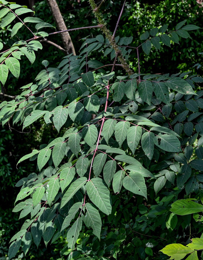 Image of genus Aralia specimen.