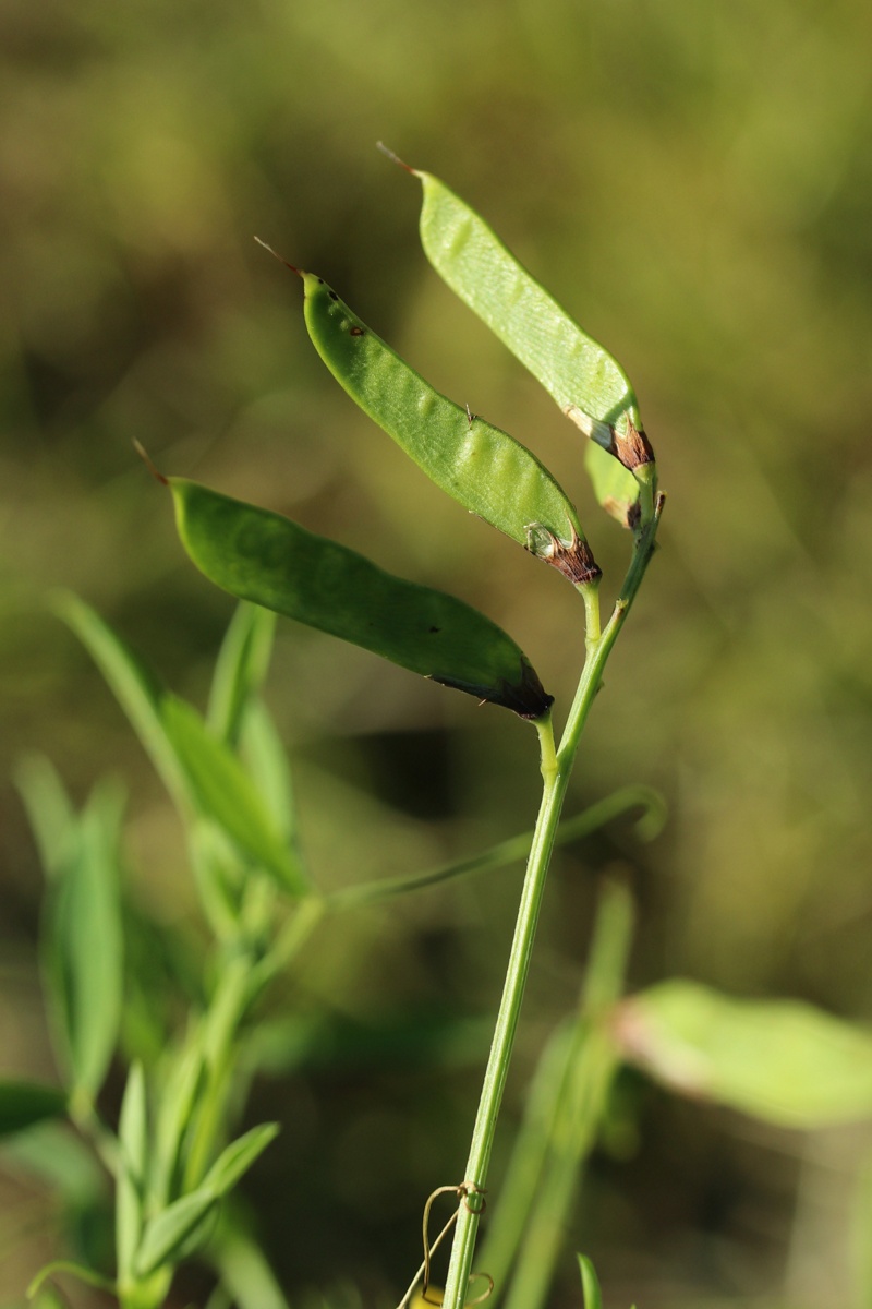 Image of Lathyrus pratensis specimen.