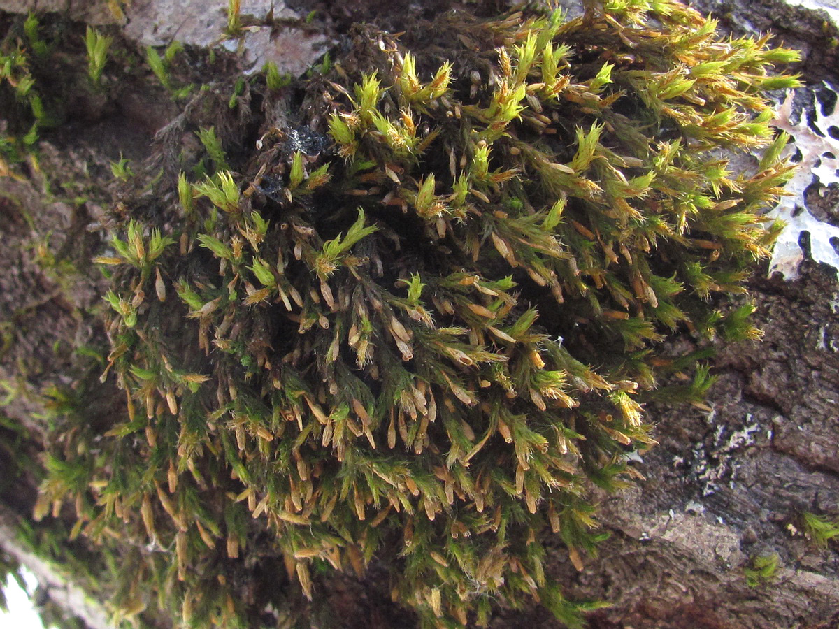 Image of familia Orthotrichaceae specimen.