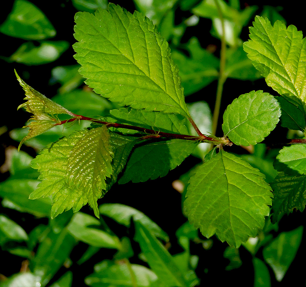 Image of Louiseania triloba specimen.