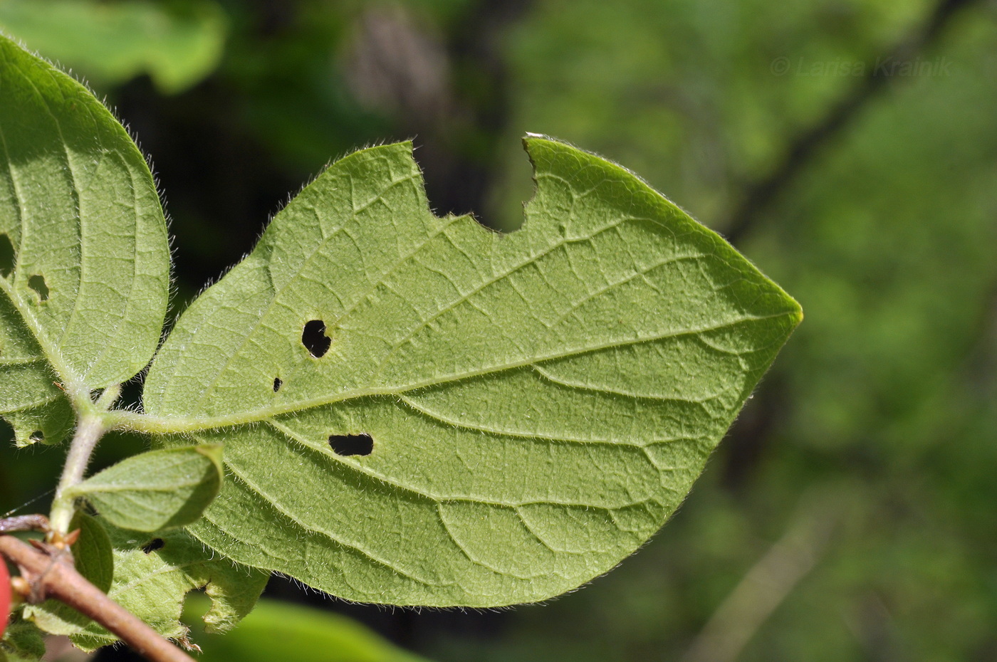 Image of Lonicera praeflorens specimen.