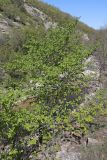 View full-size image Ulmus glabra