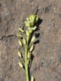View full-size image Turritis glabra