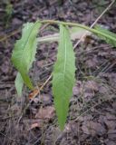 View full-size image Picris hieracioides