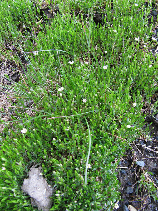 Изображение особи Stellaria crassifolia.