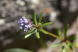 View full-size image Asperula arvensis