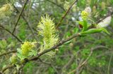 Salix phylicifolia. Прошлогодний и молодой побеги, мужские соцветия на разных стадиях развития. Ярославская обл., пос. Новый Некоуз, берег р. Ильд. 18.05.2011.