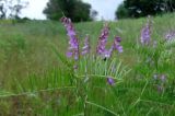 Vicia tenuifolia