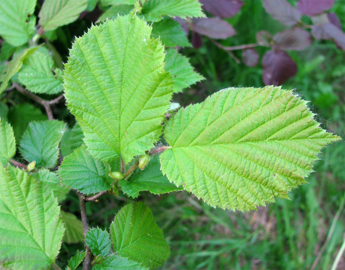 Изображение особи род Corylus.