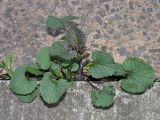 Alliaria petiolata. Молодое растение, прорастающее между плитами террасы. Санкт-Петербург, Старый Петергоф, парк \"Сергиевка\". Начало мая.