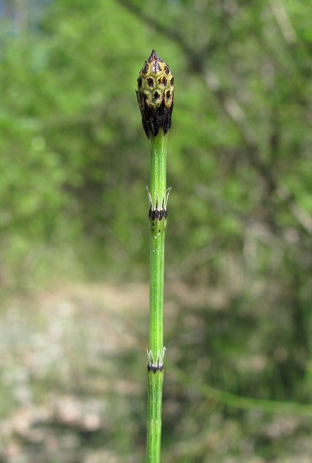 Image of Equisetum variegatum specimen.